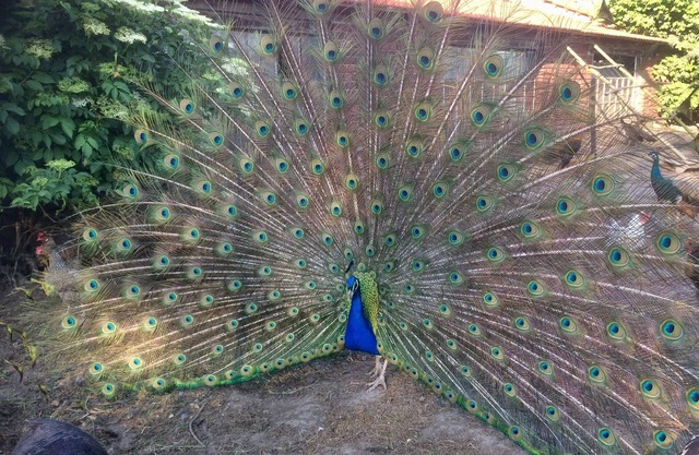 Pure relaxation at the enchanted peacock farm