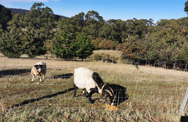 Quiet country area 5 mins from Devonport - central location