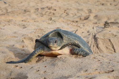 Ras Al Jinz Turtle Guest House