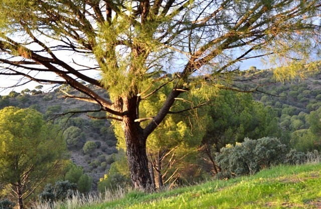 RETURNS TO THE MIDDLE AGES