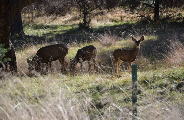 Rustic off grid Cabin in Lincoln National Forest