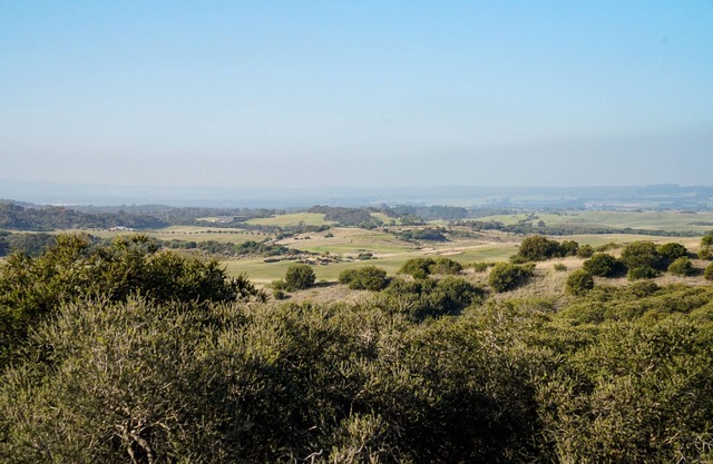Salt Bush - Great views nestled in the moonahs