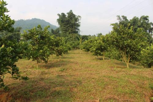 Sapa Orange Homestay