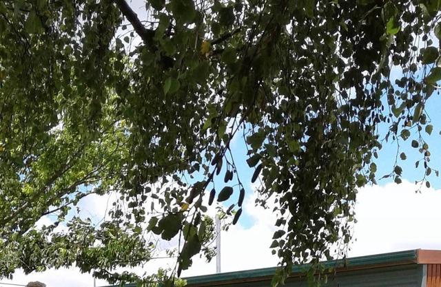 Sleepy Hollow Hideout - Hideout 1