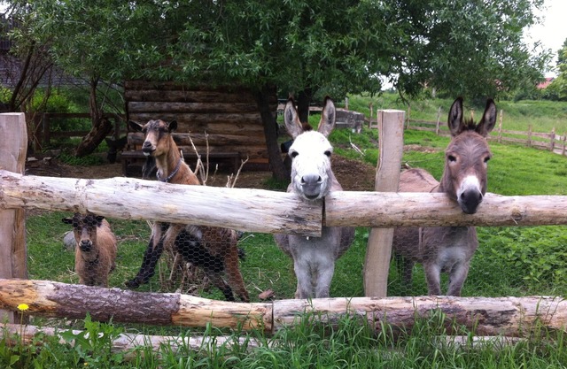 Spacious architect's apartment, swimming pond, sauna, bird tours