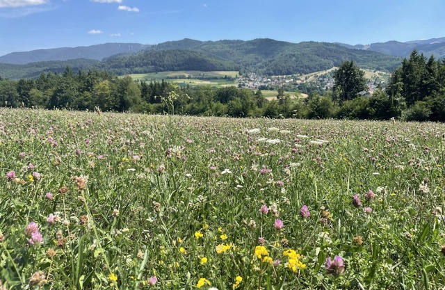 Summer promotion wine festival & hiking: FREIBURG in Sölden/Black Forest up to 3 persons