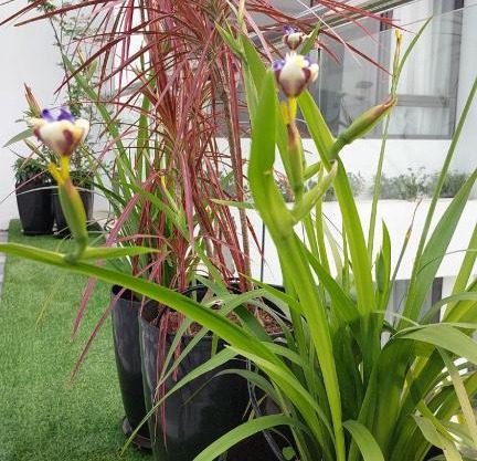 Sun blush Village & Resort 4 - 129