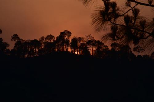 Sunset View Forest Vibes Kasauli