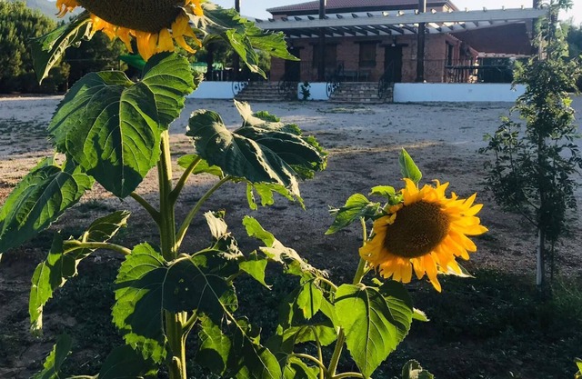 Tesorillo Rural House