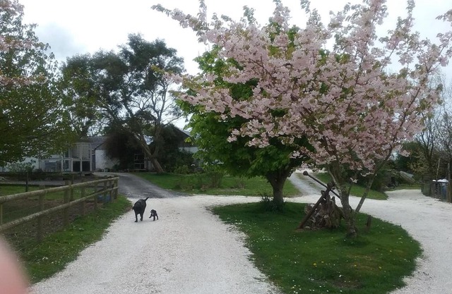 The Swallows Guest House