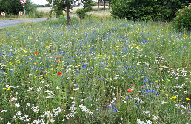 Timeless in the country