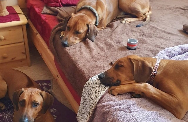 Tiny house in the forest - peace, hiking, nature