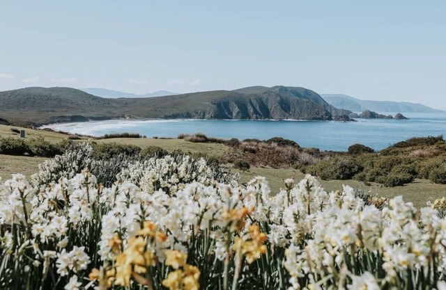 Tiny Percival Summary