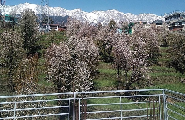 Tranquil trails Naddi Mountain view
