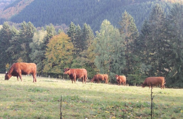 Urlaub auf dem Bauernhof
