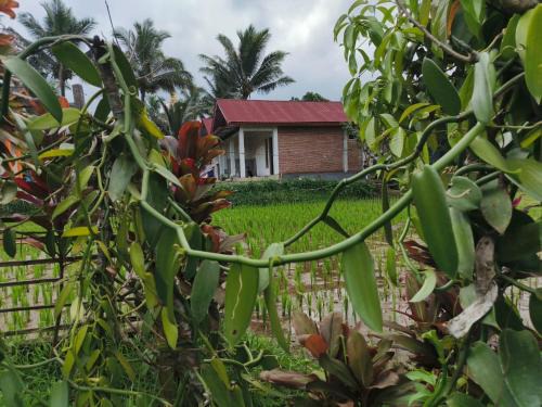 Vaniglia House Tetebatu