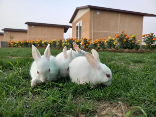 Wildlense Wild Retreat