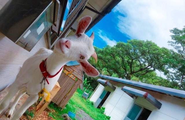 Yakushima Guesthouse Suginoko