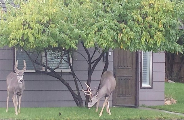 YELLOWSTONE HOUSE OF THE 3 BEARS, 2 Blocks to Downtown, Book Same Day 4bd/2bth