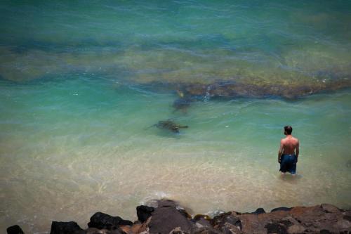 Yonegan Central Maui Getaways