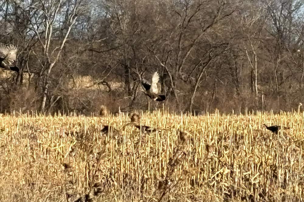 Berwick Cabin | 250+ Acre Private Hunting/Fishing Lodge - 5 minutes to city