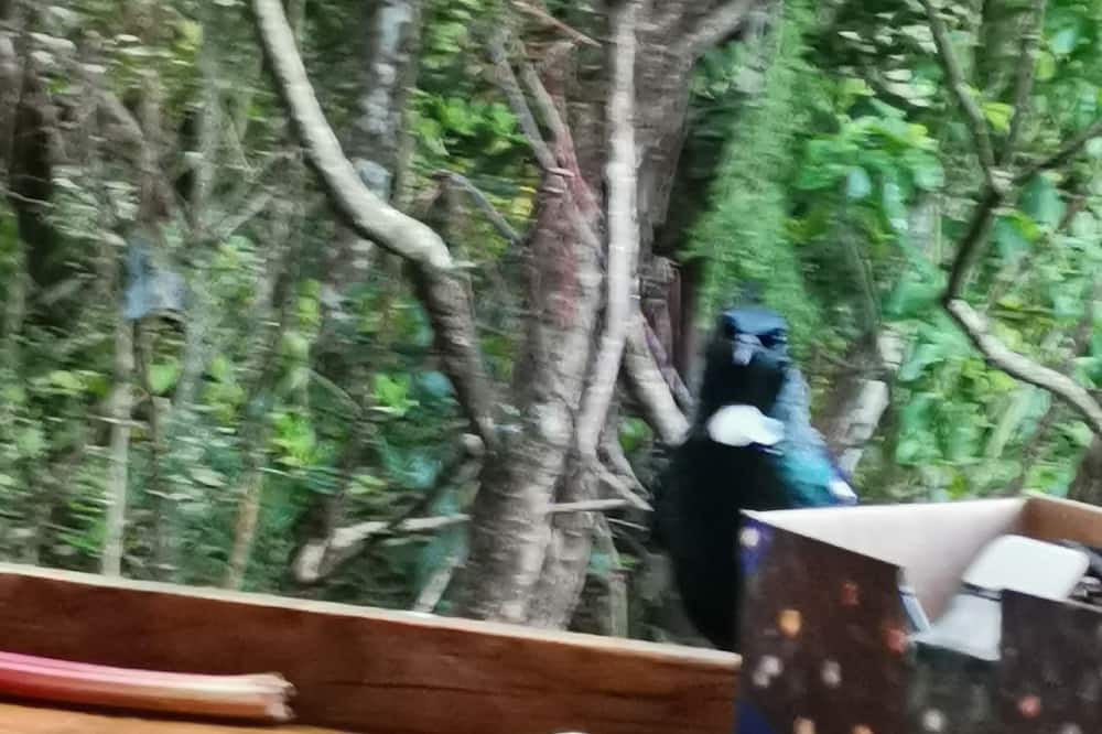 Marahau House | Romantic retreat 3 min to beach in idyllic valley surrounded by native birdlife