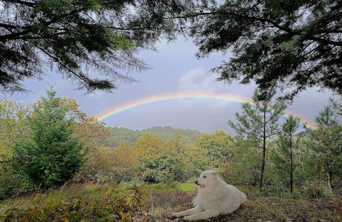 Tarouca Cottage | Casa Florestal @quintafelizardas