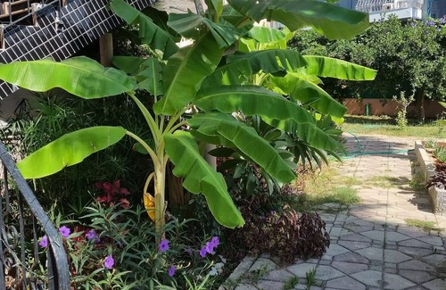 Tekirova Apartment | Villa Xenia 1