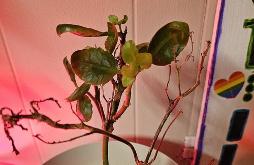 North Little Rock House | Quiet, in-law quarters meets studio apartment, tucked away yet near everything