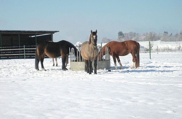 Appartement Del Rose